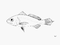 Image of Protosciaena bathytatos (Deep-water drum)