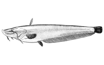 Image of Silurus soldatovi (Soldatov\