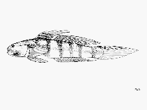 Image of Stenogobius kenyae (Africa rivergoby)