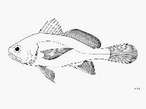 Image of Stellifer melanocheir (Black stardrum)