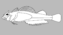 Image of Enneapterygius gracilis (Yellow-black threefin)
