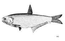 Image of Thryssa scratchleyi (New Guinea thryssa)