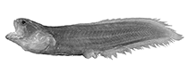 Image of Zephyrichthys barryi 