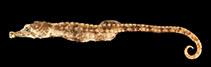 Image of Acentronura breviperula 