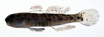 Image of Acentrogobius multifasciatus 