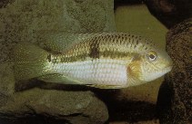 Image of Aequidens rondoni 