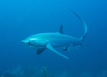 Image of Alopias pelagicus (Pelagic thresher)