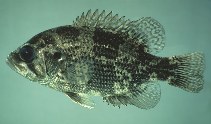 Image of Ambloplites ariommus (Shadow bass)