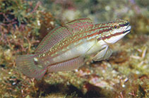 Image of Amblygobius buanensis (Buan goby)