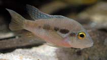 Image of Cribroheros longimanus (Red breast cichlid)