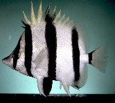 Image of Amphichaetodon melbae (Narrow-barred butterflyfish)