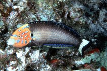 Image of Anampses chrysocephalus (Red tail wrasse)