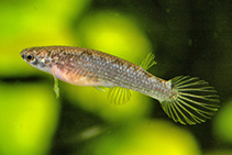 Image of Anablepsoides speciosus 