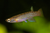 Image of Anablepsoides speciosus 