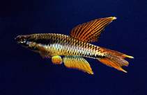 Image of Aphyosemion bitaeniatum (Two-striped Aphyosemion)