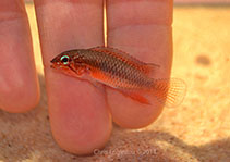 Image of Apistogramma lineata 