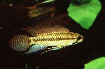 Image of Apistogramma pertensis (Amazon dwarf cichlid)