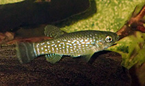 Image of Aphaniops stoliczkanus 