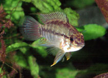 Image of Apistogramma urteagai 