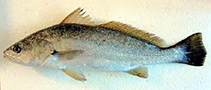 Image of Argyrosomus amoyensis (Amoy croaker)