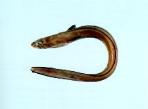 Image of Ariosoma anago (Silvery conger)