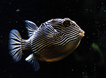 Image of Aracana ornata (Ornate cowfish)