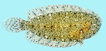 Image of Aseraggodes diringeri 