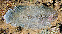 Image of Aseraggodes macronasus 