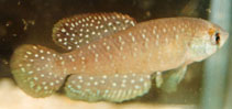 Image of Matilebias affinis 