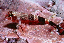 Image of Axoclinus rubinoffi (Rubinoff\