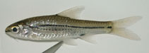 Image of Enteromius bifrenatus (Hyphen barb)