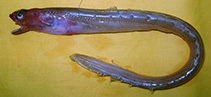 Image of Bathymyrus echinorhynchus 