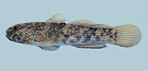 Image of Bathygobius lacertus 