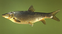 Image of Luciobarbus longiceps 