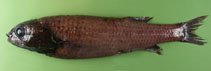 Image of Bathytroctes macrolepis (Koefoed\