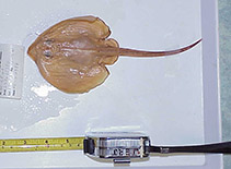 Image of Bathyraja schroederi (Whitemouth skate)