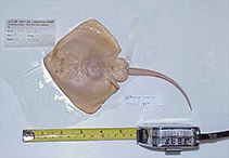 Image of Bathyraja schroederi (Whitemouth skate)