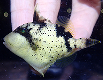 Image of Balistoides viridescens (Titan triggerfish)