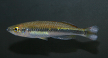 Image of Bedotia albomarginata 