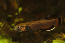 Image of Betta albimarginata 