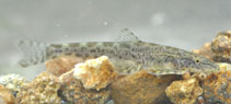 Image of Bhavania australis (Western Ghat loach)