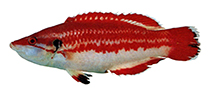 Image of Bodianus masudai 