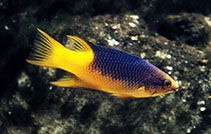 Image of Bodianus rufus (Spanish hogfish)