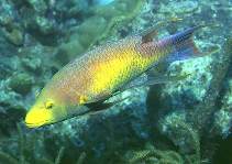 Image of Bodianus rufus (Spanish hogfish)