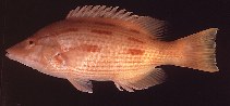 Image of Bodianus vulpinus (Western pigfish)