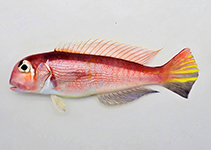 Image of Branchiostegus japonicus (Horsehead tilefish)