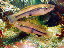 Image of Brachyrhaphis olomina (Olomina toothcarp)