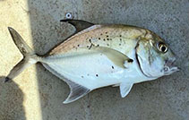 Image of Caranx bucculentus (Bluespotted trevally)