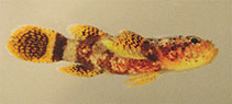 Image of Callogobius crassus (Stout goby)