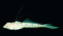 Image of Callionymus delicatulus (Delicate dragonet)